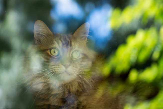 1nososkatoterououropoiitikou Κυστίτιδα ουρολιθίαση ούρα