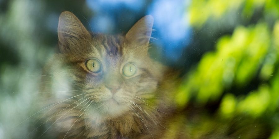 1nososkatoterououropoiitikou Κυστίτιδα ουρολιθίαση ούρα
