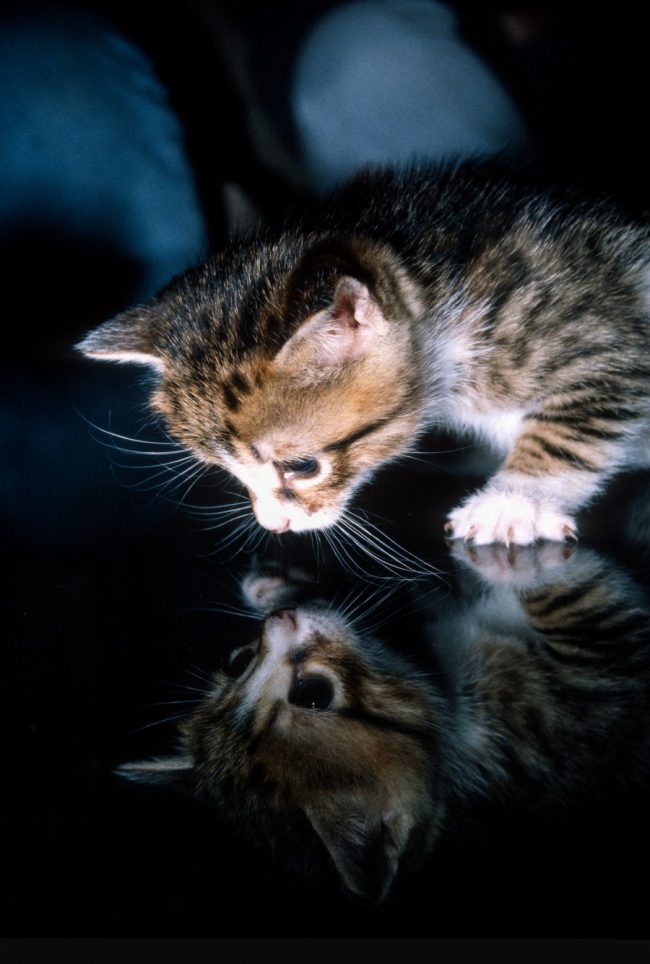 fernontas-ena-neo-gataki23312