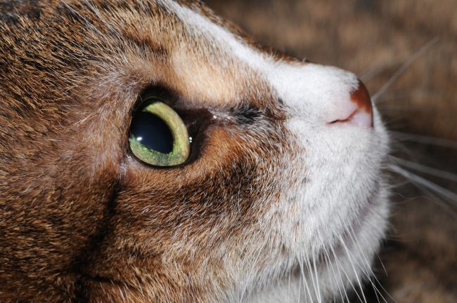 frontida-tis-ilikiomenis-gatas-1