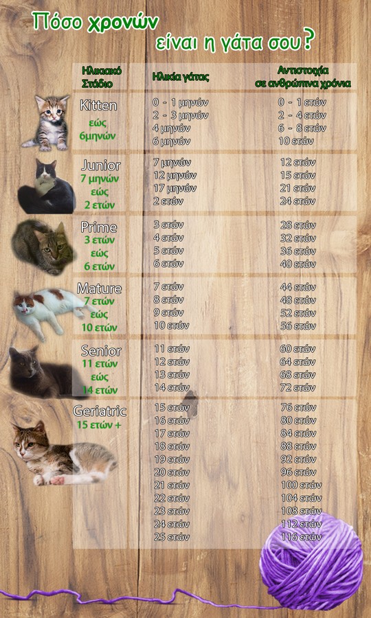 ilikiaka-stadia-tis-gatas-ke-antistichia-se-anthropina-chronia-1