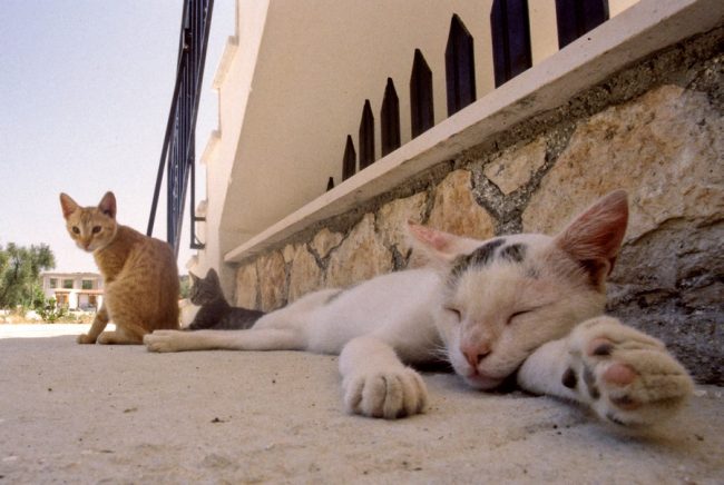 ktiniatreio-gia-gates-58