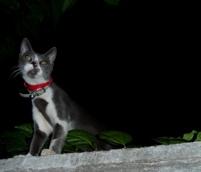 ktiniatreio-gia-gates-74