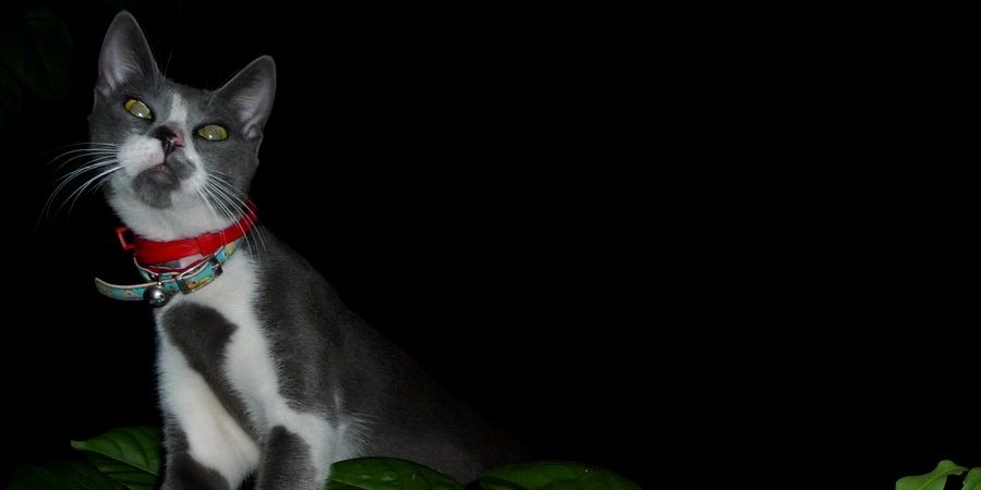 ktiniatreio-gia-gates-74