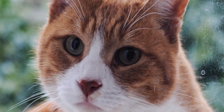 ktiniatreio-gia-gates-55